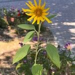 Tithonia tubaeformis Blüte