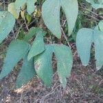 Bauhinia forficata Liść