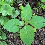 Collinsonia canadensis Blatt