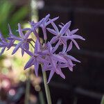 Tulbaghia violacea Blomst