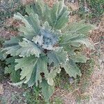 Salvia aethiopis Leaf