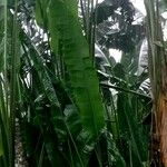 Ravenala madagascariensis 葉