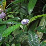 Psychotria urbaniana ফুল