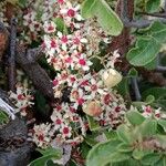 Gymnosporia putterlickioides Fruit