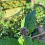 Mentha spicata Blomst