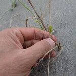 Phragmites karka Fleur