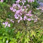 Cleome spinosaFlor