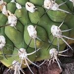 Gymnocalycium pflanzii Hábitos