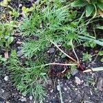 Paeonia tenuifolia Folla