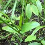 Ranunculus flammula Foglia