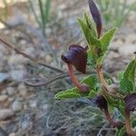Aristolochia pistolochia Flower