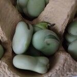 Vicia faba Fruit