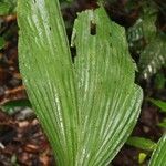 Asplundia brachyphylla Leaf