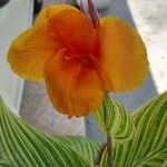 Canna indicaFlower