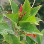Mandevilla sanderi 葉