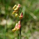 Lathyrus pannonicus Blüte