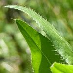 Cirsium monspessulanum Leaf