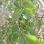 Spirostachys africana Leaf