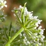 Seseli annuum Blüte