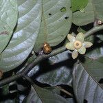 Guatteria punctata Flower