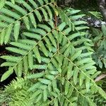 Osmunda regalis Blad