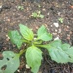 Capsicum chinense Leaf