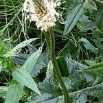 Plantago argentea Fula