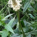 Plantago argentea Květ