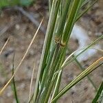 Aristida adscensionis خشب