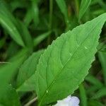 Mimulus alatus Blatt