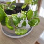 Plectranthus verticillatus Flower