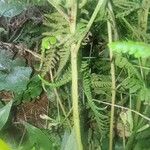 Macrothelypteris torresiana Kabuk