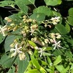 Clerodendrum trichotomumFlower