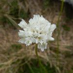 Armeria pubinervis Квітка