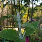 Buddleja stachyoides Kabuk