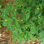 Impatiens pallida Habitus