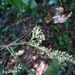 Talisia guianensis Flower