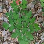 Actaea rubra Fuelha