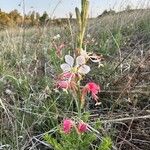 Oenothera suffrutescens Flor