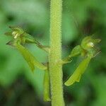 Neottia ovata Blüte