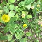 Trifolium aureum Лист