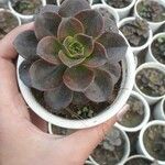 Echeveria purpusiorum Folha