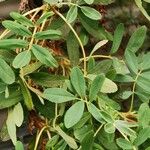 Polylepis australis Hoja