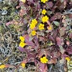 Erythranthe floribunda Flor