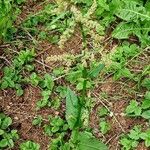 Rumex arifolius Habit