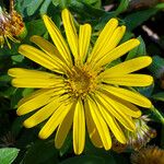 Pyrrocoma crocea Flower