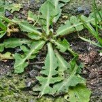 Crepis bursifoliaFolha