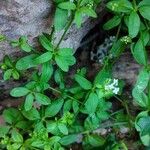 Asperula laevigata