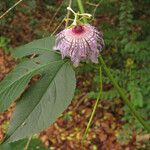 Passiflora incarnata ফুল