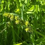 Carex conjuncta Flower